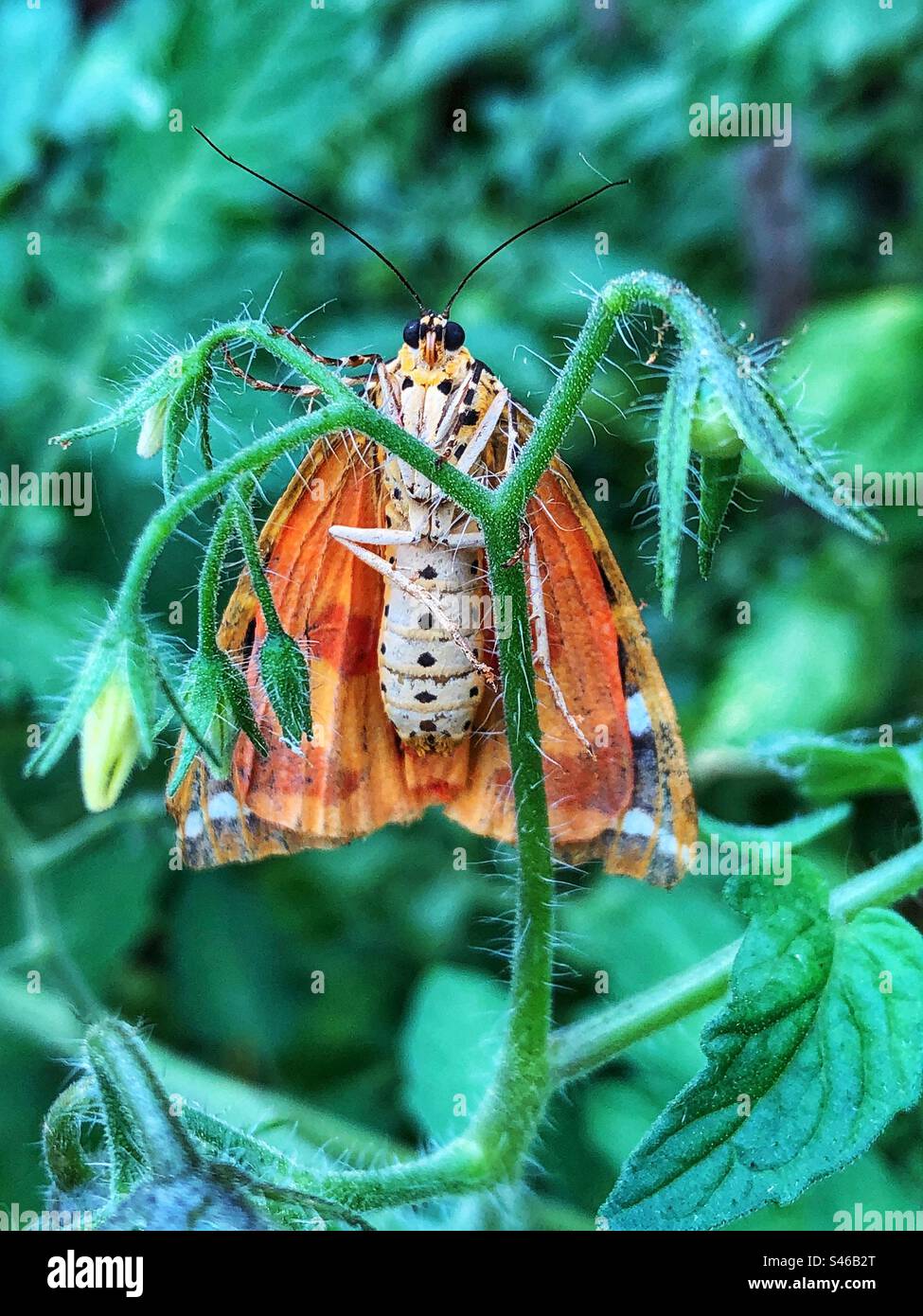 Jersey Tiger moth (Euplagia quadripunctaria) Location: Hampshire garden United Kingdom Stock Photo