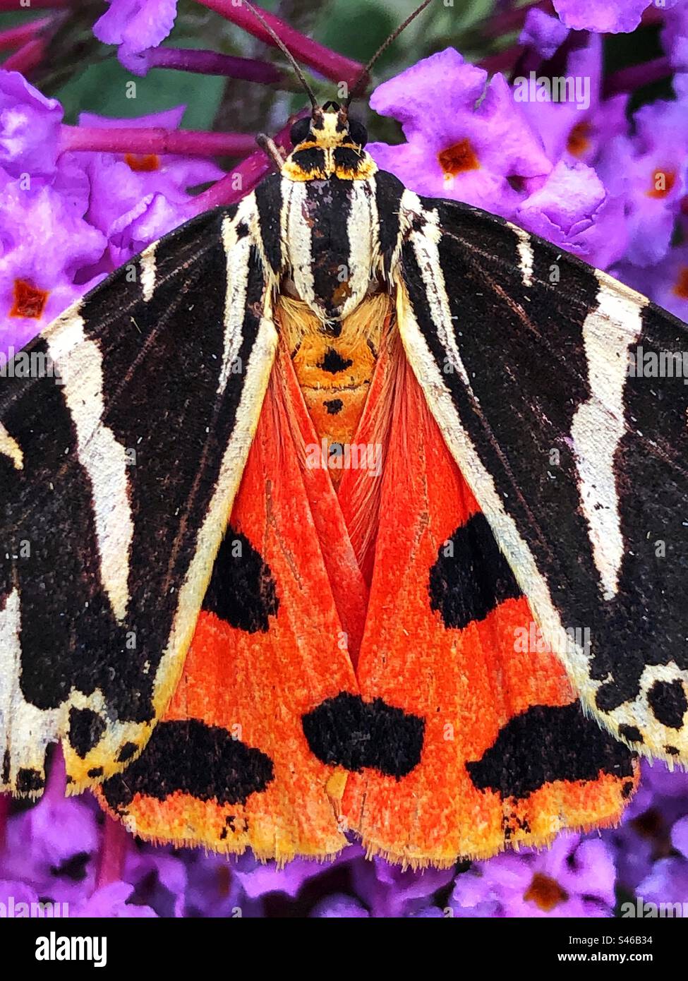 Jersey Tiger moth (Euplagia quadripunctaria) showing its warning colours to deter would-be predators of its poisonous body fluids. Location: Hampshire garden United Kingdom - Smartphone Captured Stock Image