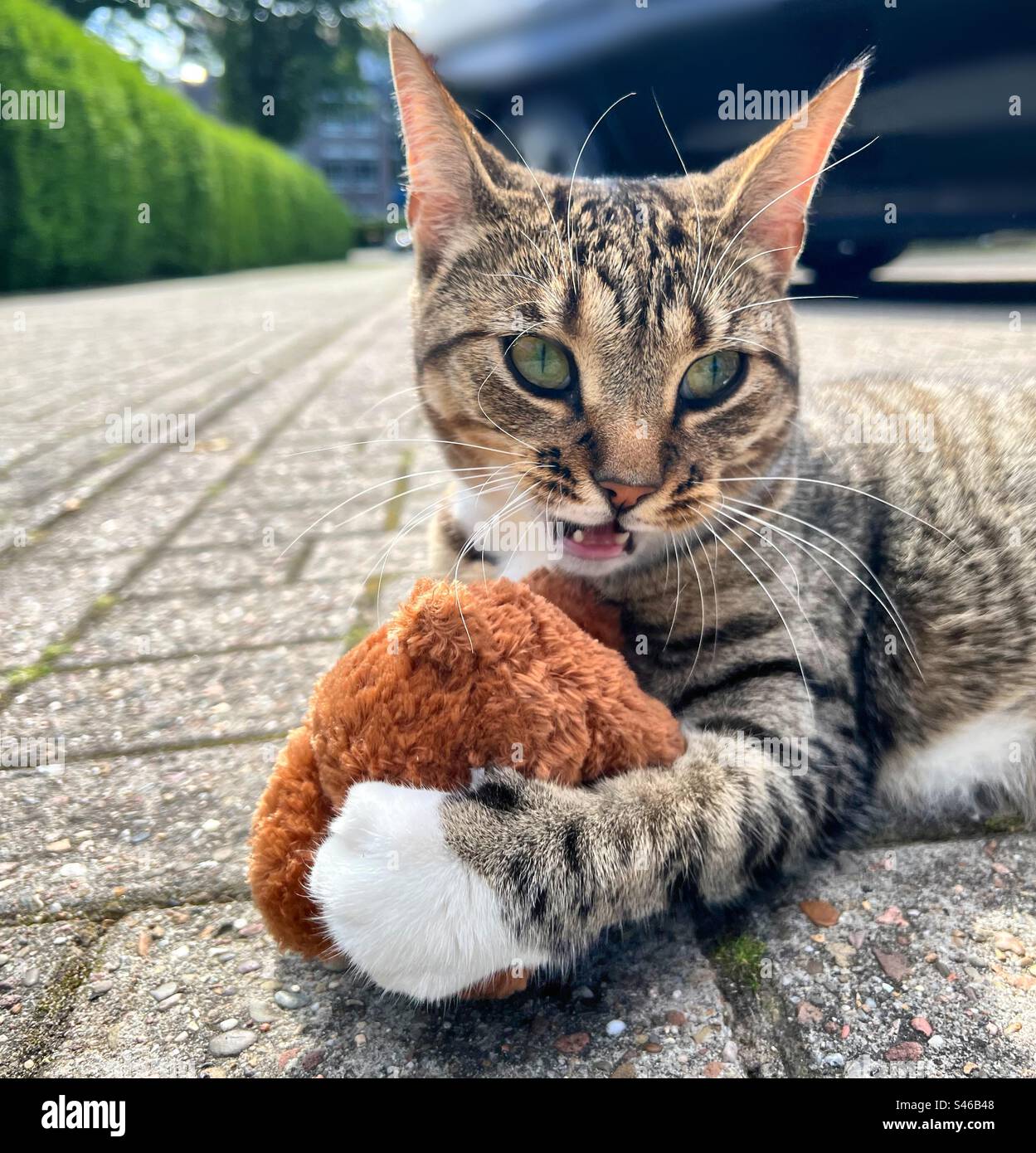 Hunting stuffedtoy. - Smartphone Captured Stock Image