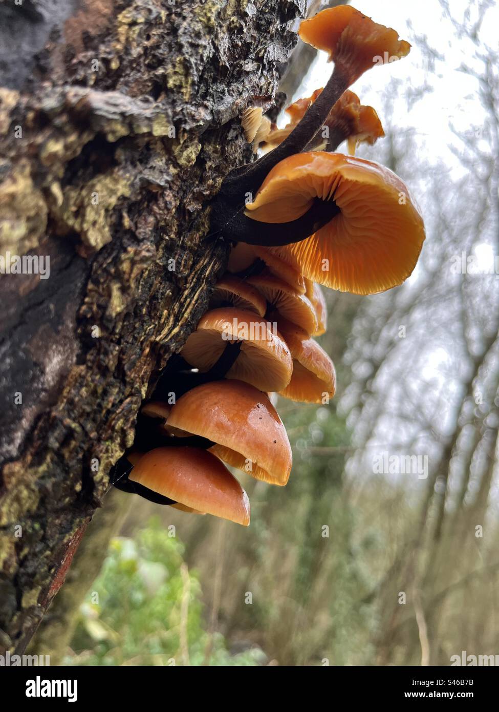 Fungi growing on the side of a tree, Kent, England, UK - Smartphone Captured Stock Image