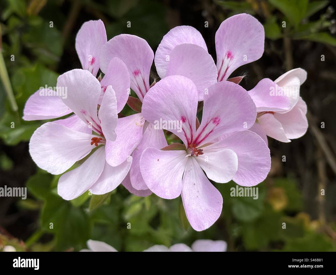 Pelargonium graveolens (sweet scented geranium) is native to South