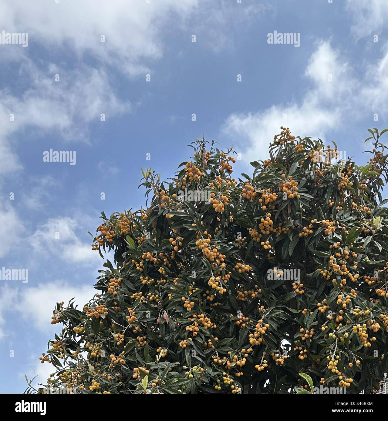 Kumquats are citrus fruits that look like very small oranges and can be