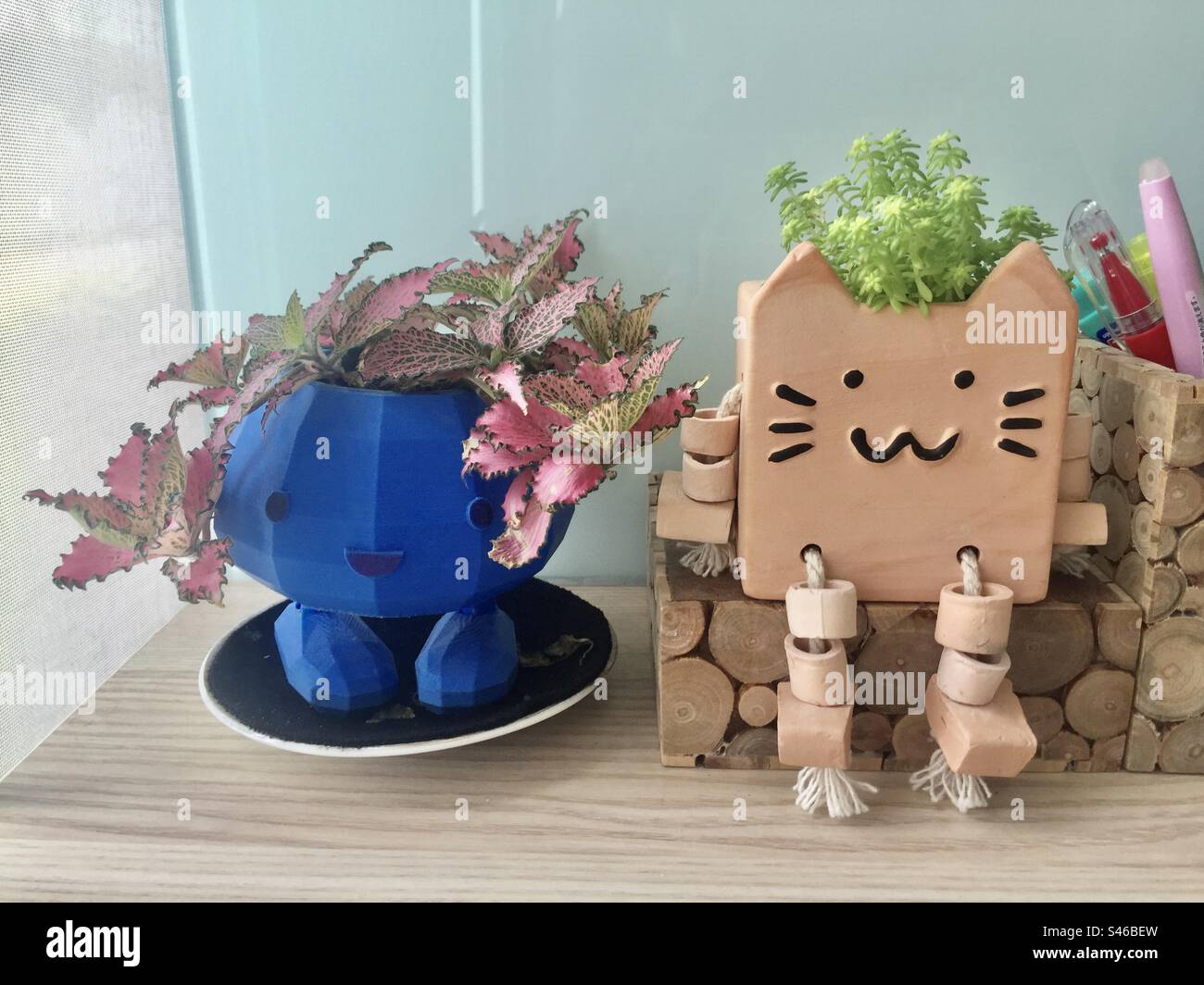 Fittonia and Sedum in cute pots - Smartphone Captured Stock Image