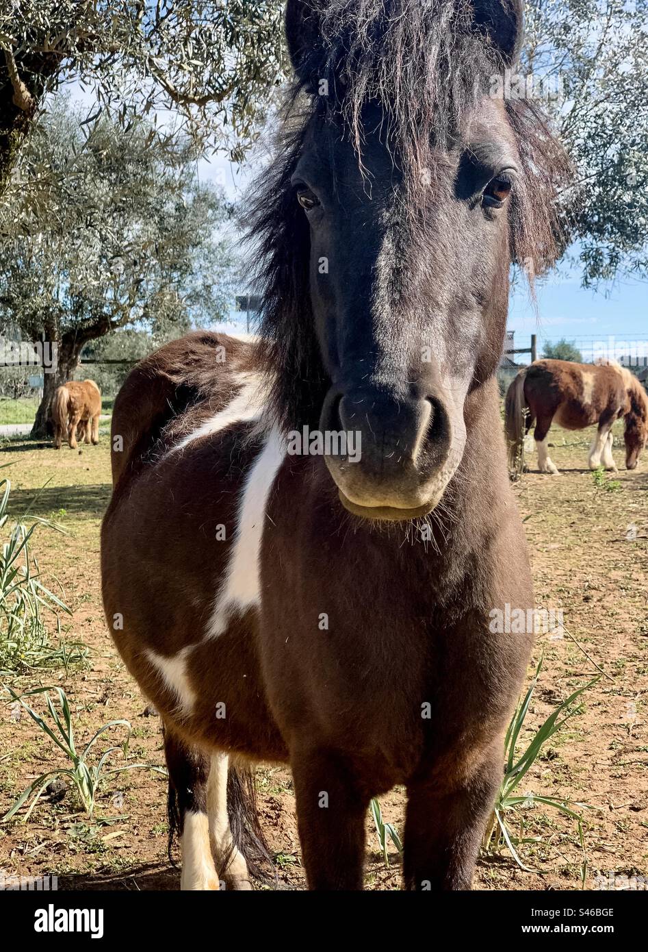 Miniature horses in a paddock - Smartphone Captured Stock Image