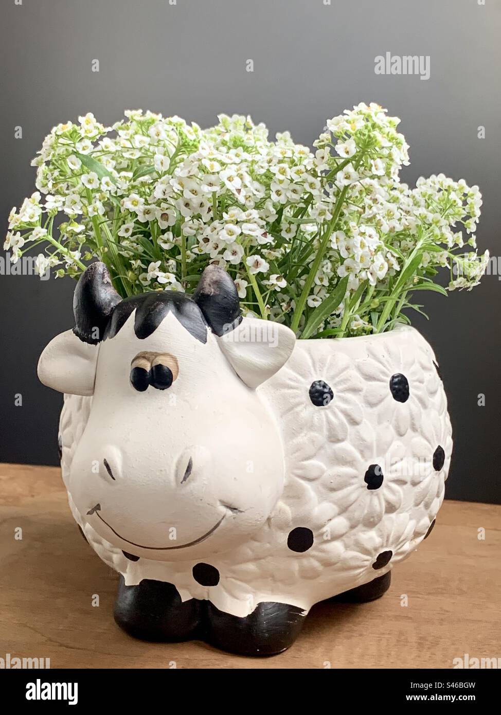 White Alyssum in a cow shaped vase Stock Photo