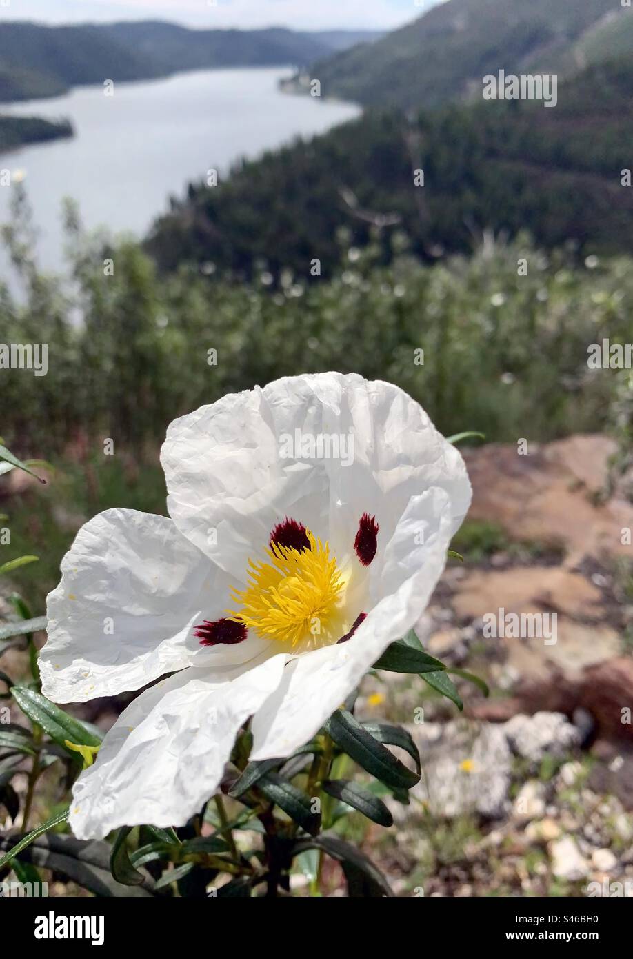 A gum rockrose flower above a riverscape - Smartphone Captured Stock Image