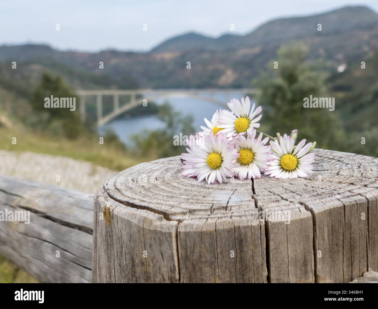 A small bunch of daisies on a post ahead of a riverscape with large bridge - Smartphone Captured Stock Image