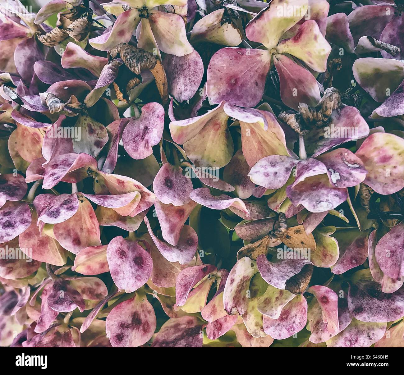 Wilting hydrangea petals at the end of summer - Smartphone Captured Stock Image
