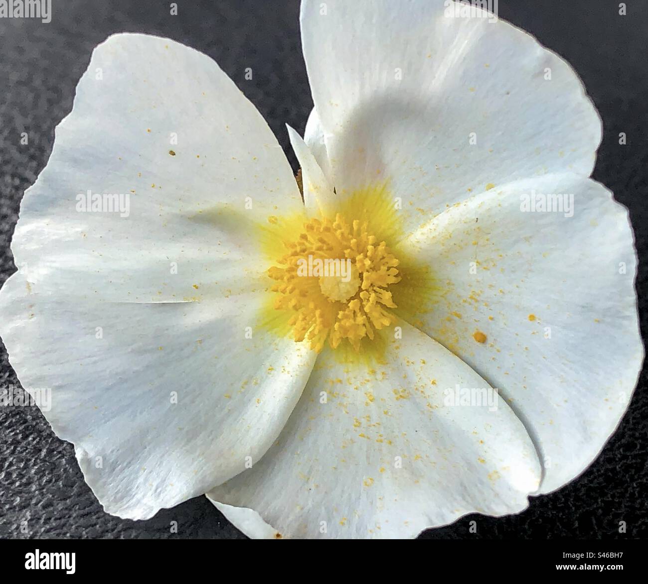 A single sage-leaved rock-rose flower - Smartphone Captured Stock Image