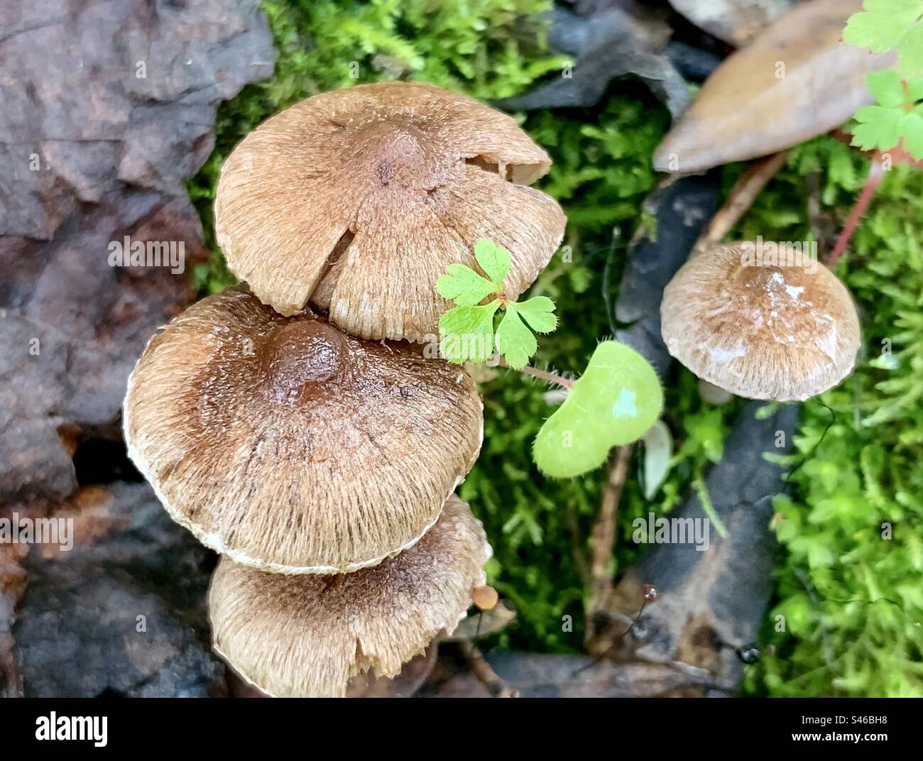 Inocybaceae fungi with small green plants & mosses Stock Photo