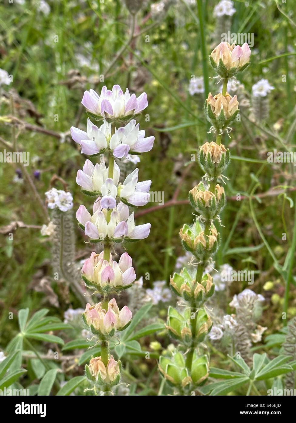 Lupinus microcarpus (chick lupine) is a flowering plant native to western North America. Stock Photo