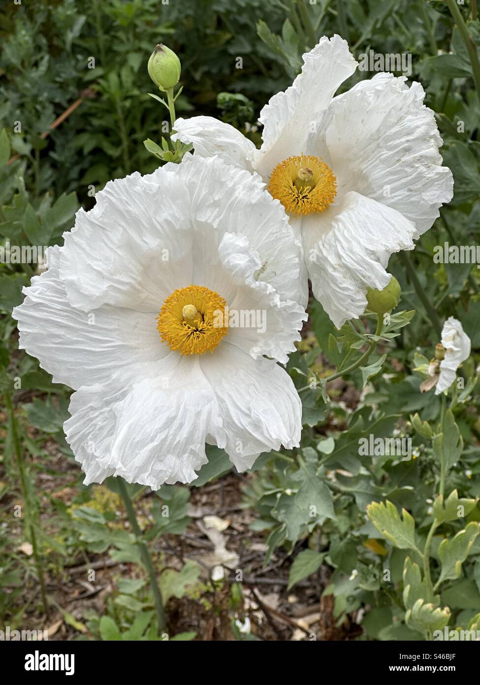 Romneya coulteri (Coulter’s matilija poppy, California tree poppy) is a perrenial species of flowering plant native to California and Baja California chaparral and coastal scrub areas. Stock Photo