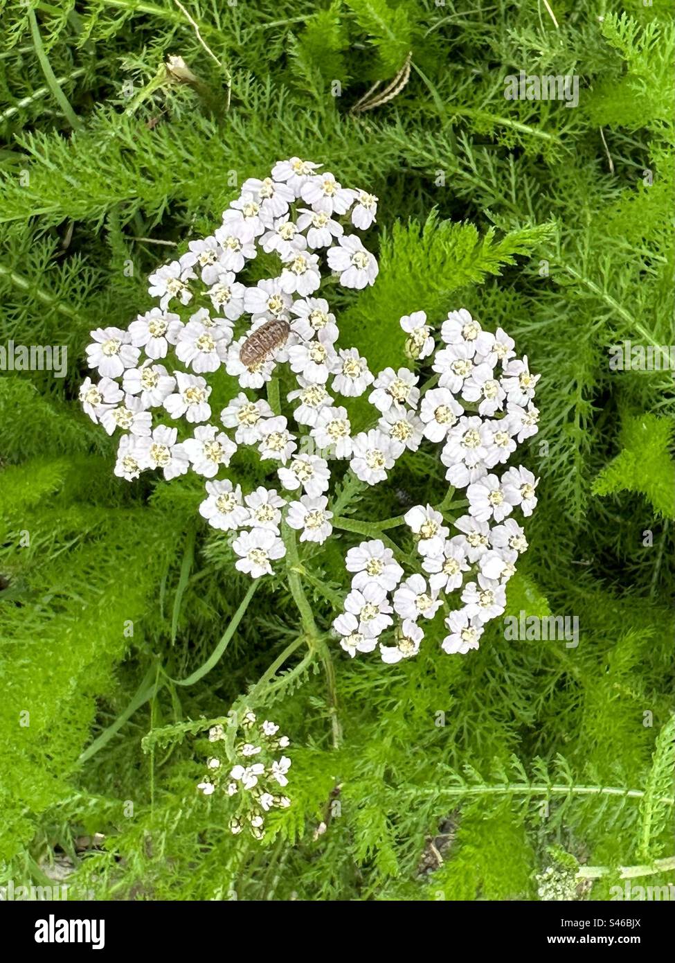 Common yarrow flowers with pill bug. Stock Photo