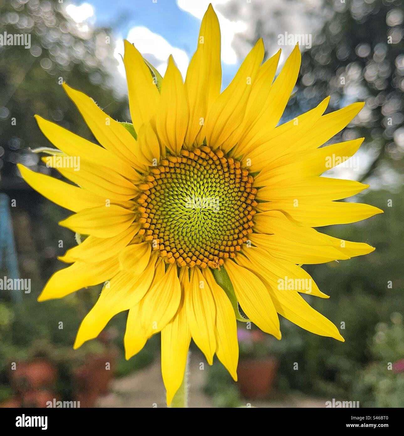 Sunflower - Smartphone Captured Stock Image