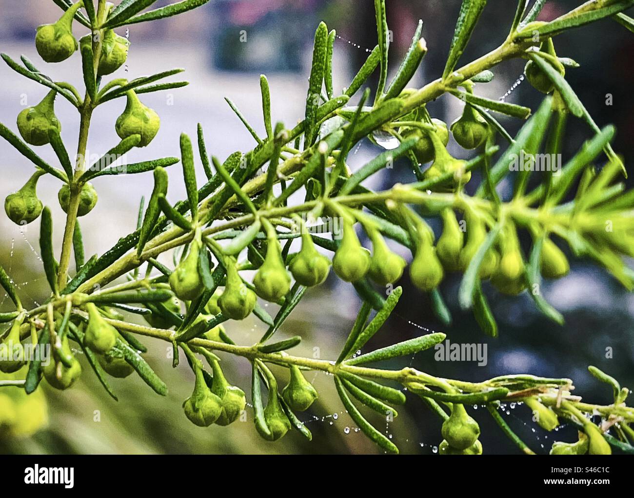 Boronia hi-res stock photography and images - Alamy