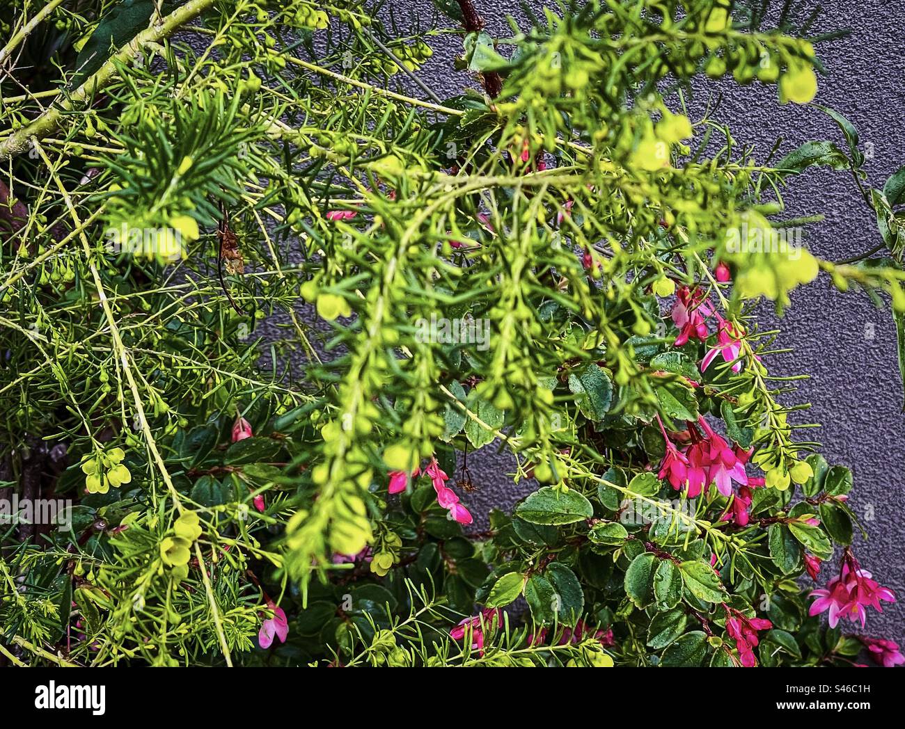 Close-up of pink flowers of fuchsia begonia or begonia fuchsioides together with yellow flowering boronia megastigma lutea or yellow boronia, an Australian native shrub growing against wall. Stock Photo