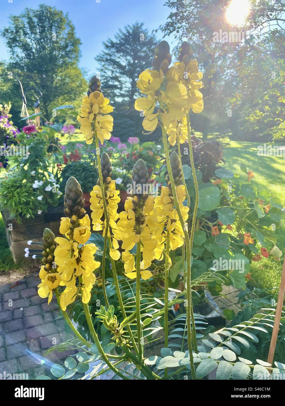 Light shining through popcorn plant - Smartphone Captured Stock Image