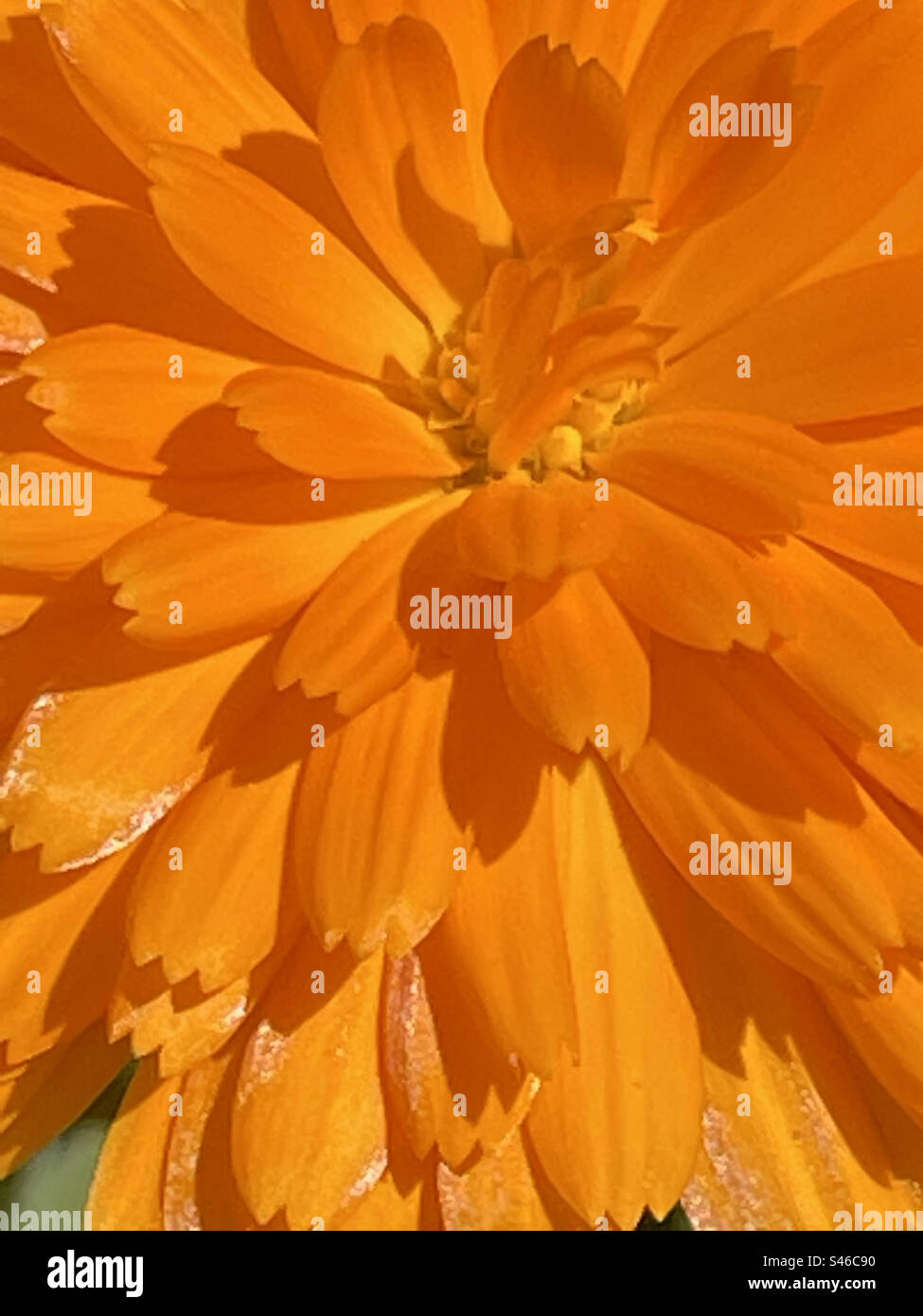 Orange flower. Close view. Stock Photo