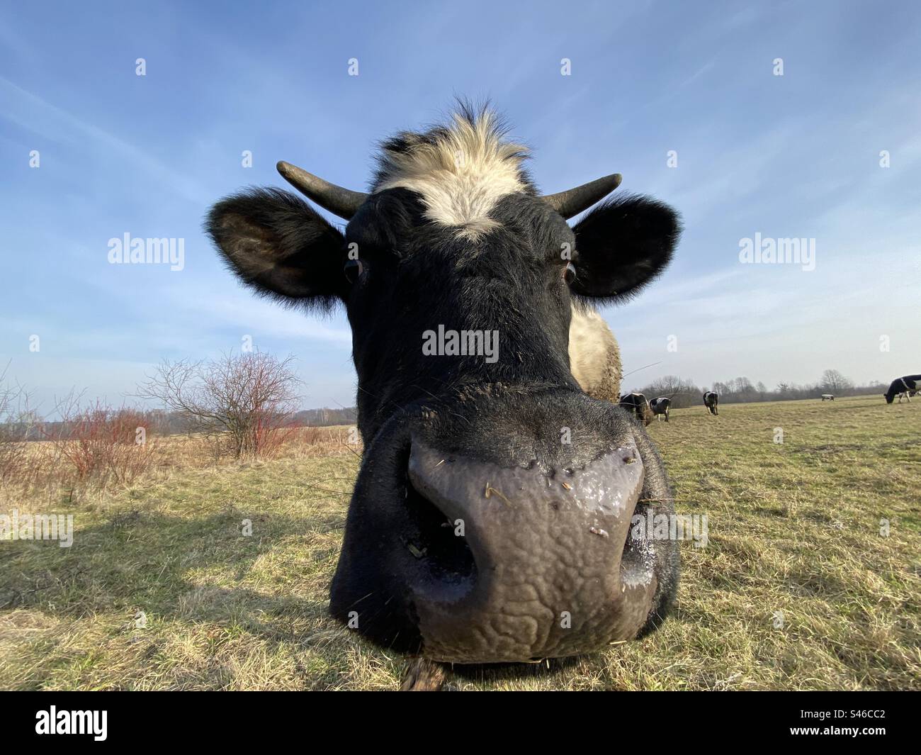 Cow portrait - Smartphone Captured Stock Image