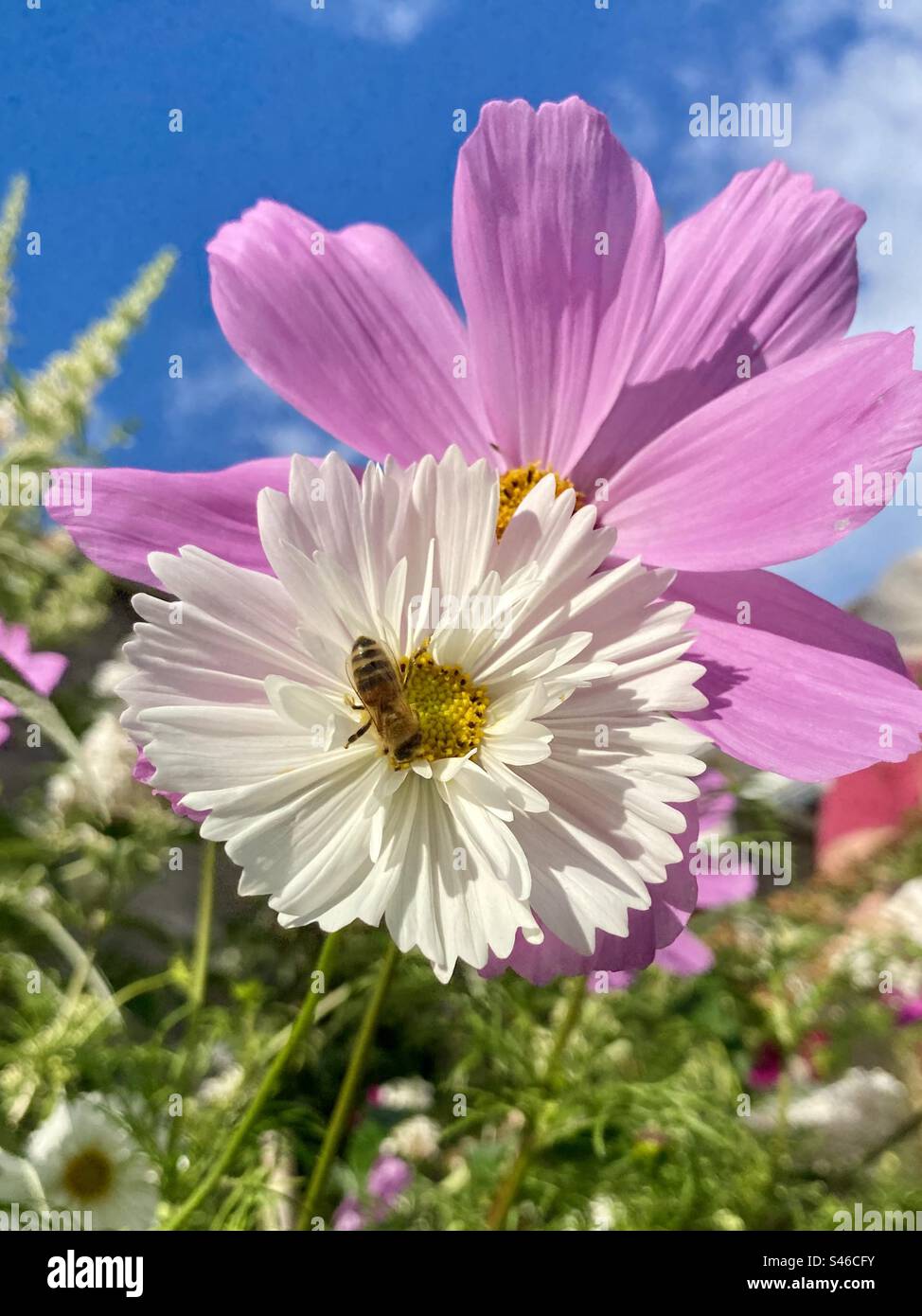 Bee on white flower hi-res stock photography and images - Alamy
