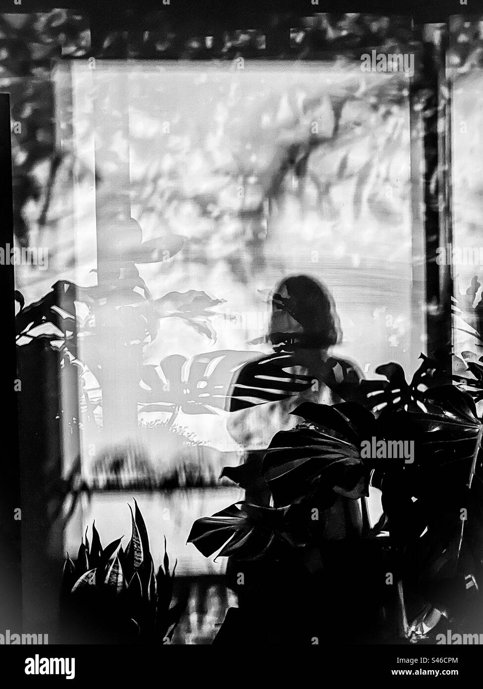 Shadow world. Monochrome shot of shadows of a woman, plants and glass windows cast onto a white wall indoors at night. Surreal. Mysterious. Creepy. - Smartphone Captured Stock Image