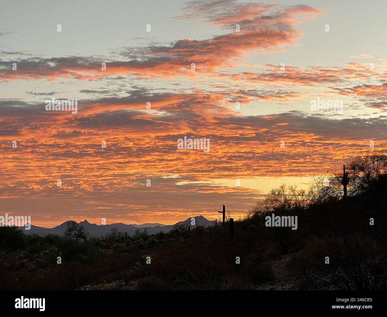 Arizona flaming orange sunrise, McDowell mountains, view from 40th Street trailhead, Phoenix Mountains Preserve, Saguaro silhouettes Stock Photo