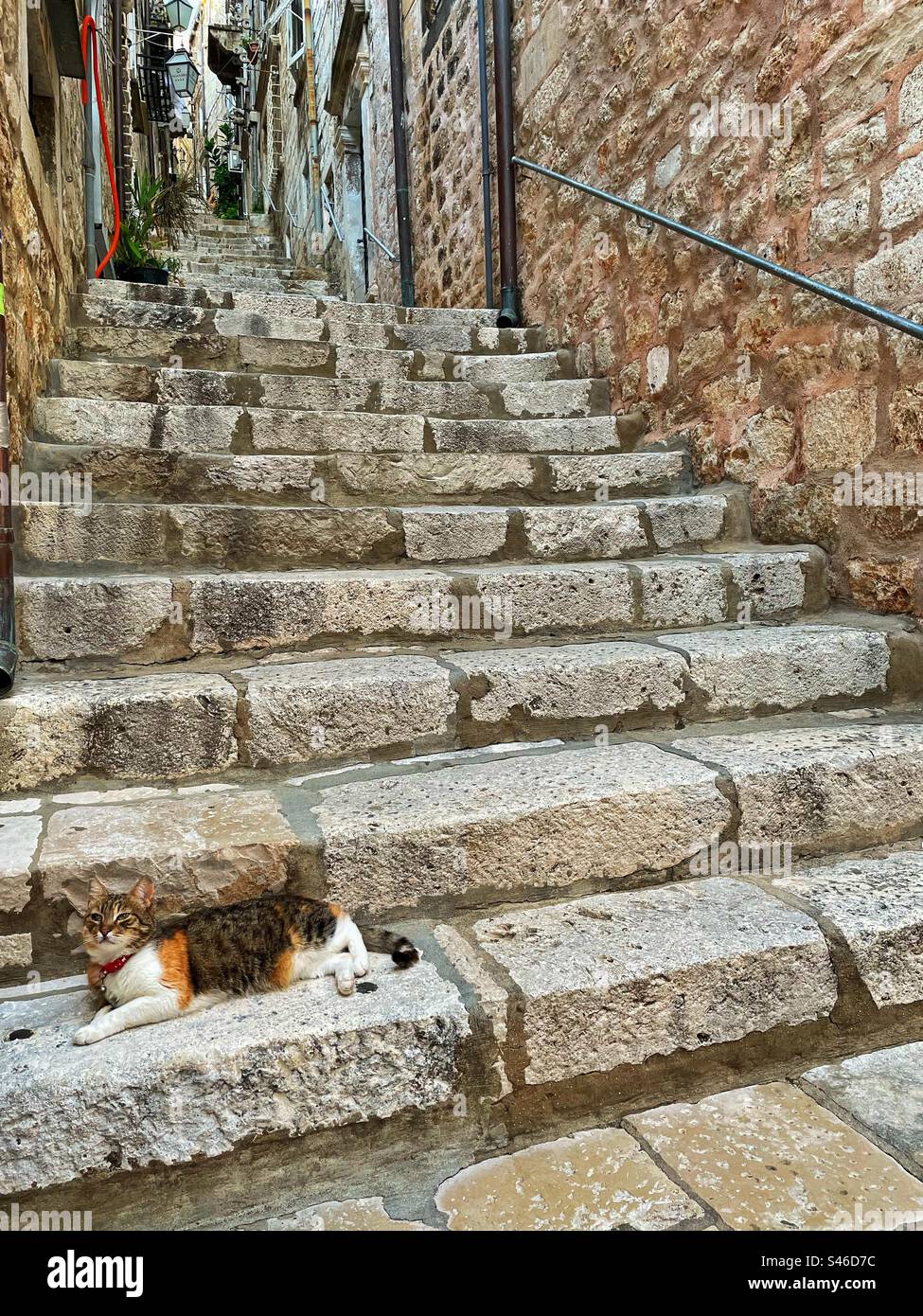 A cat on the steps of a typical steep, narrow Dubrovnik street. Stock Photo