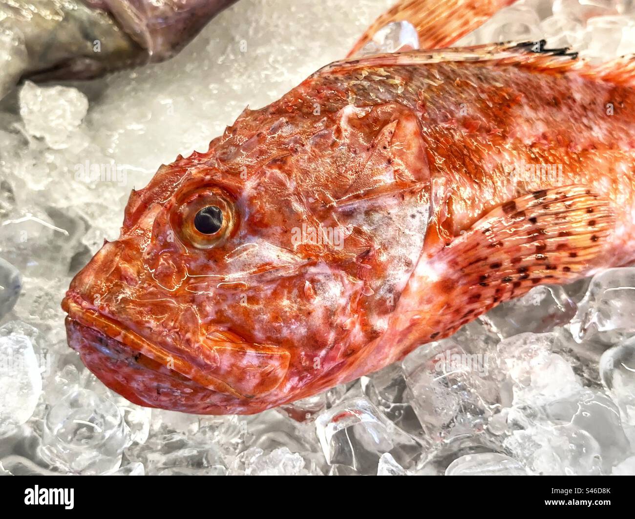Fresh red scorpion fish on ice - Smartphone Captured Stock Image