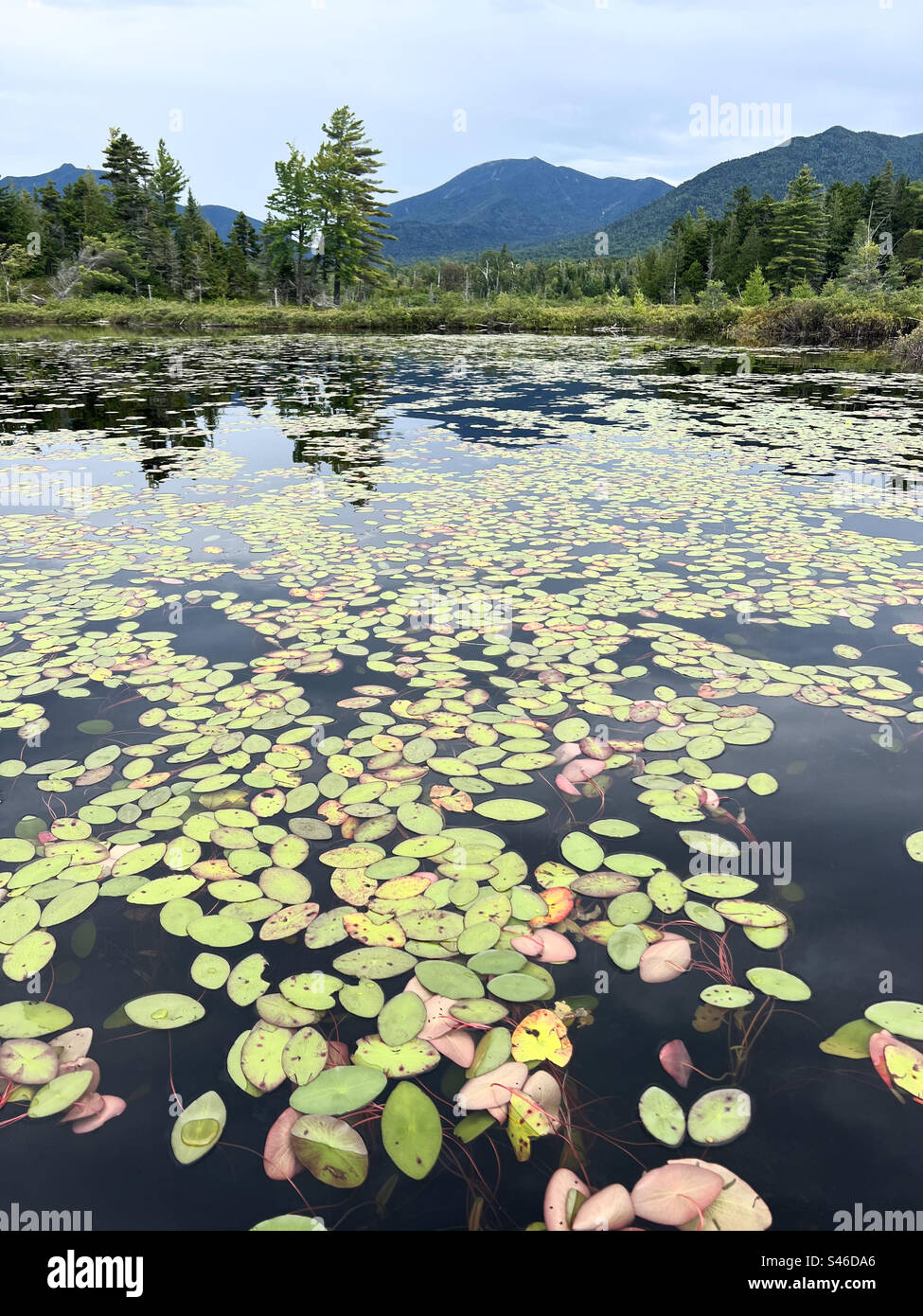 Water lillies on Elk Lake in the Adirondack Mountains, NY, USA. - Smartphone Captured Stock Image