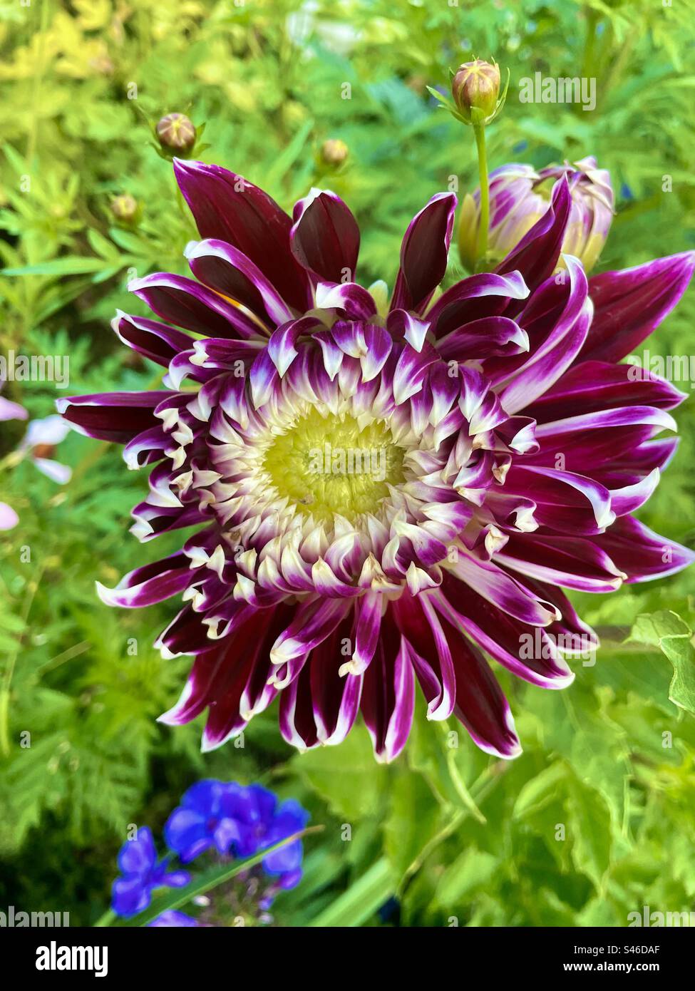 Purple and white dahlia - Smartphone Captured Stock Image