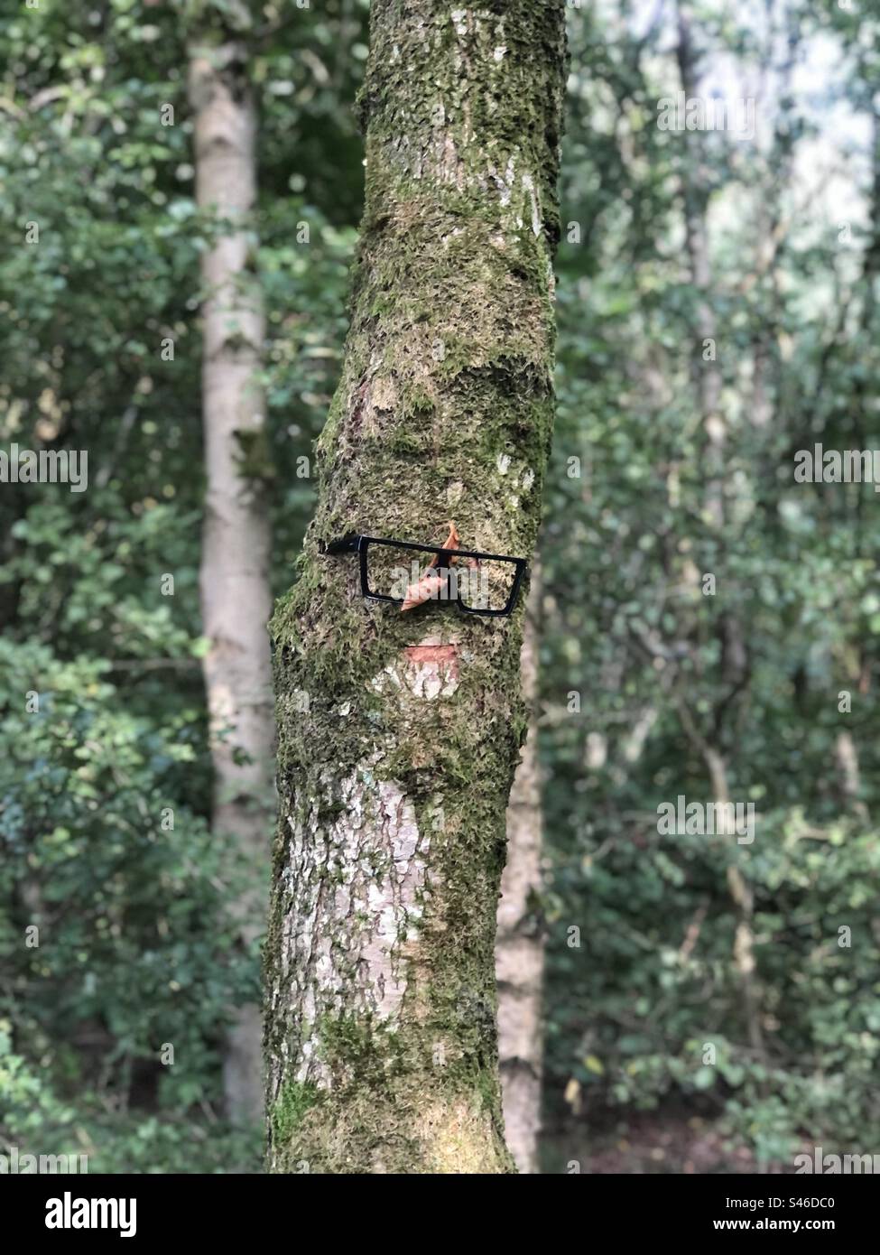 When you can’t see the wood for the trees Stock Photo Alamy