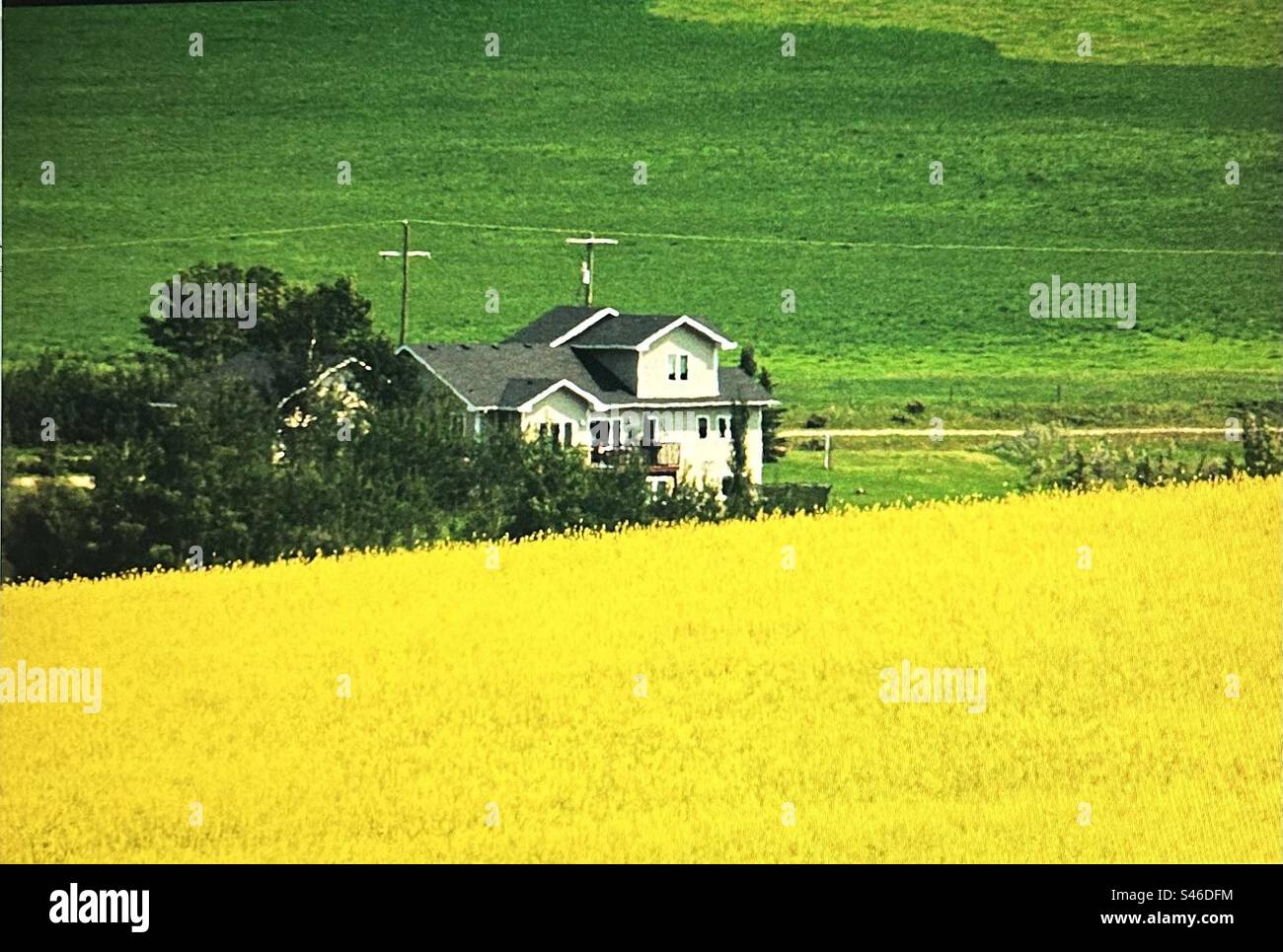 Canola field, farm house, yellow field, green fields, landscape, prairie - Smartphone Captured Stock Image