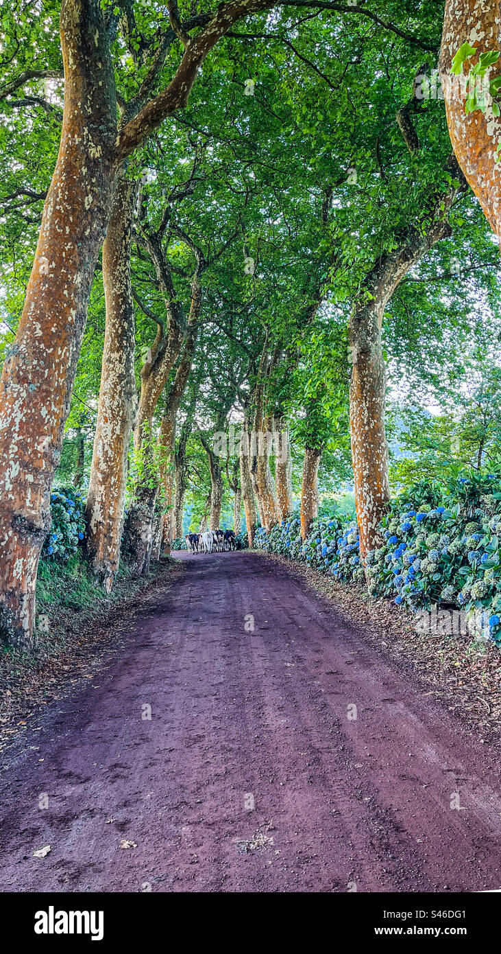 Alameda dos plátanos in Açores - Smartphone Captured Stock Image