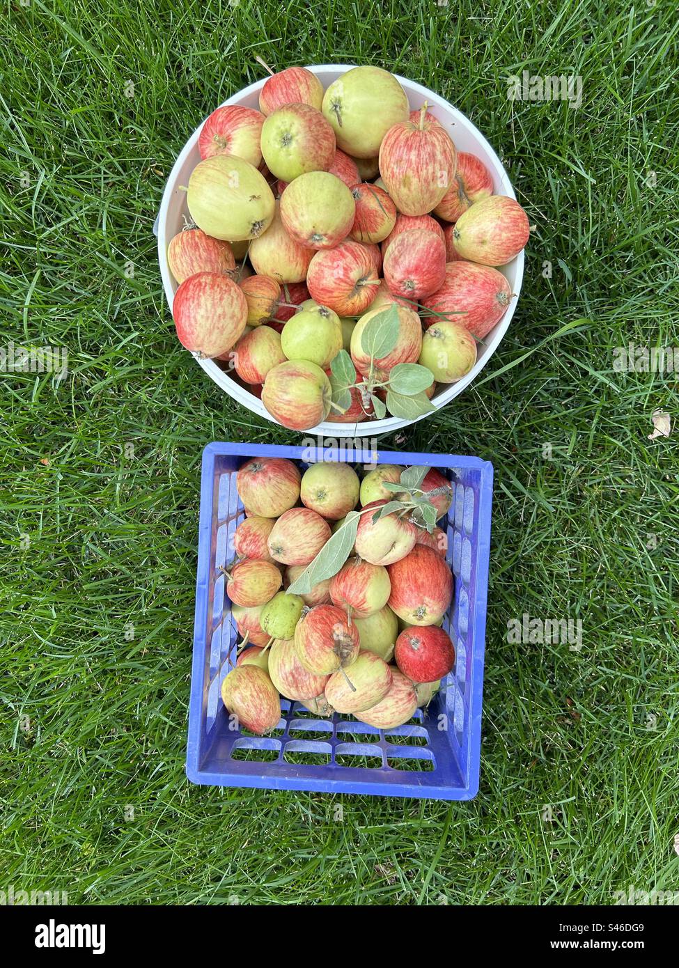 Apples, apple crop, apple harvest, buckets of apples, - Smartphone Captured Stock Image
