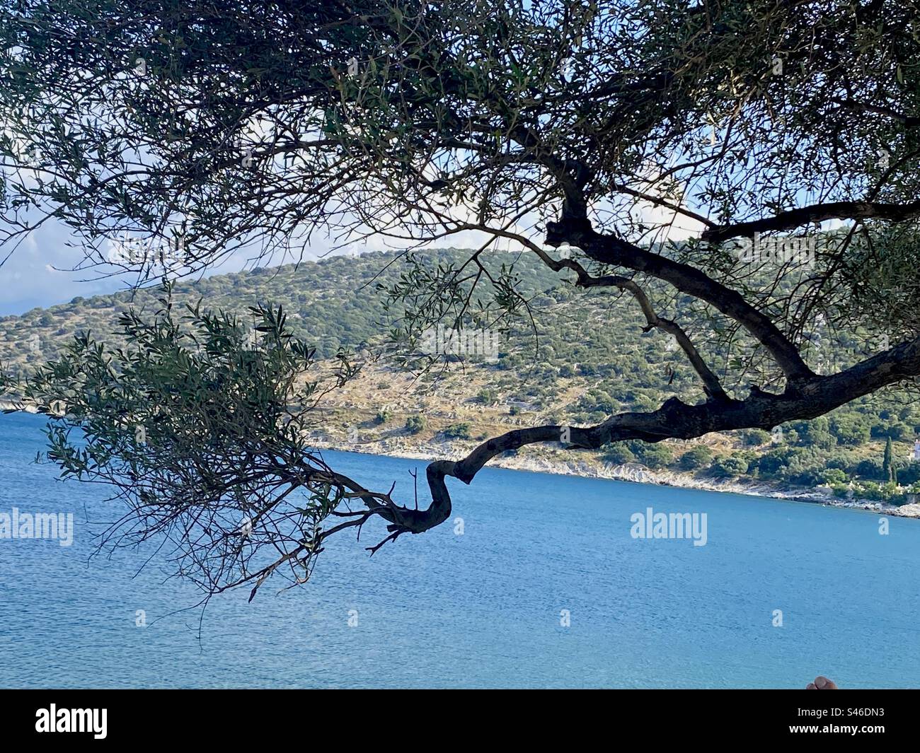 Tree branch overlooking the Ionian Sea, Kefalonia, Greece - Smartphone Captured Stock Image