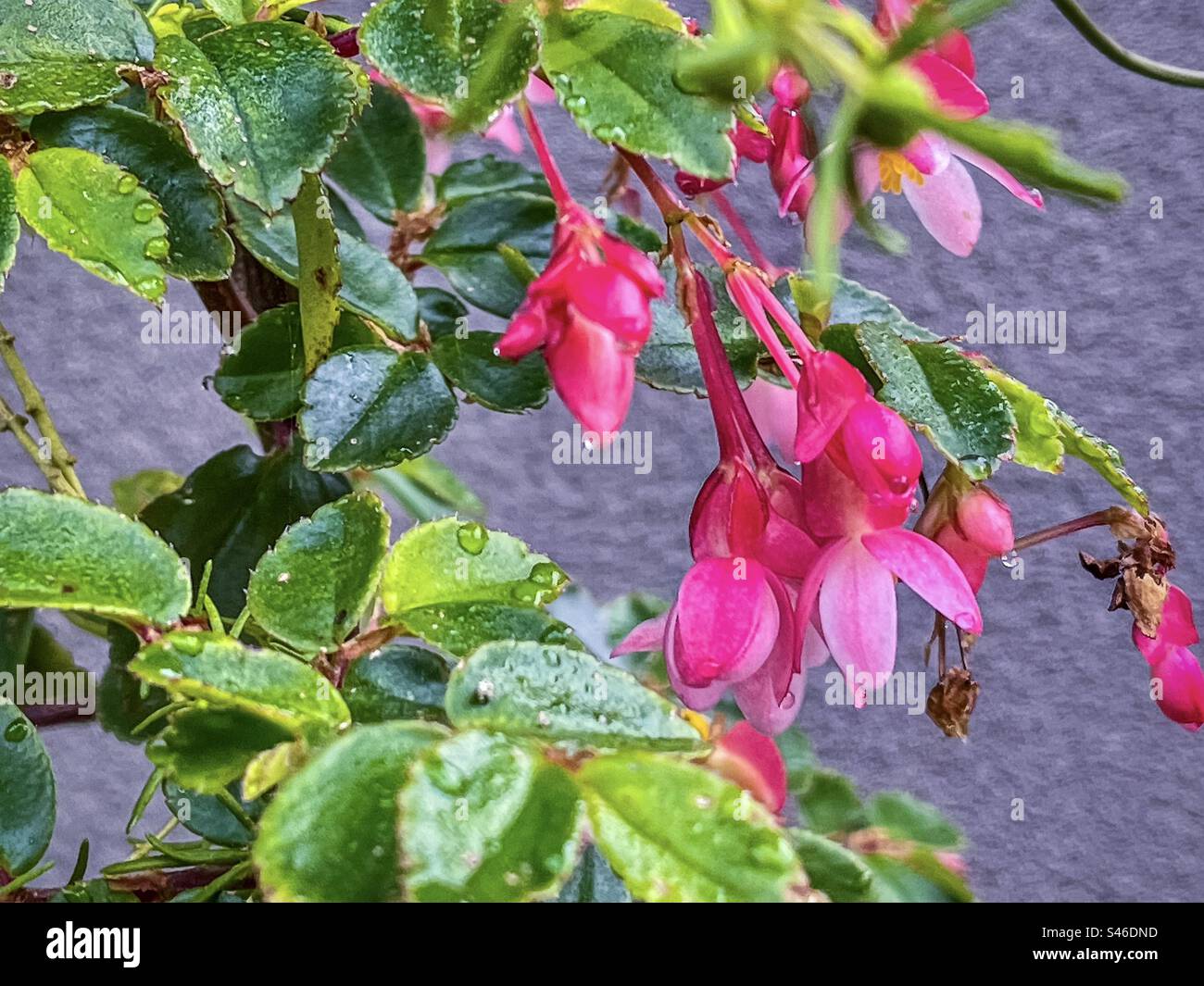 Close-up of bright pink flowers of fuchsia begonia/ begonia fuchsioides also known as shrub begonia with rain droplets on flowers and leaves against wall. Stock Photo