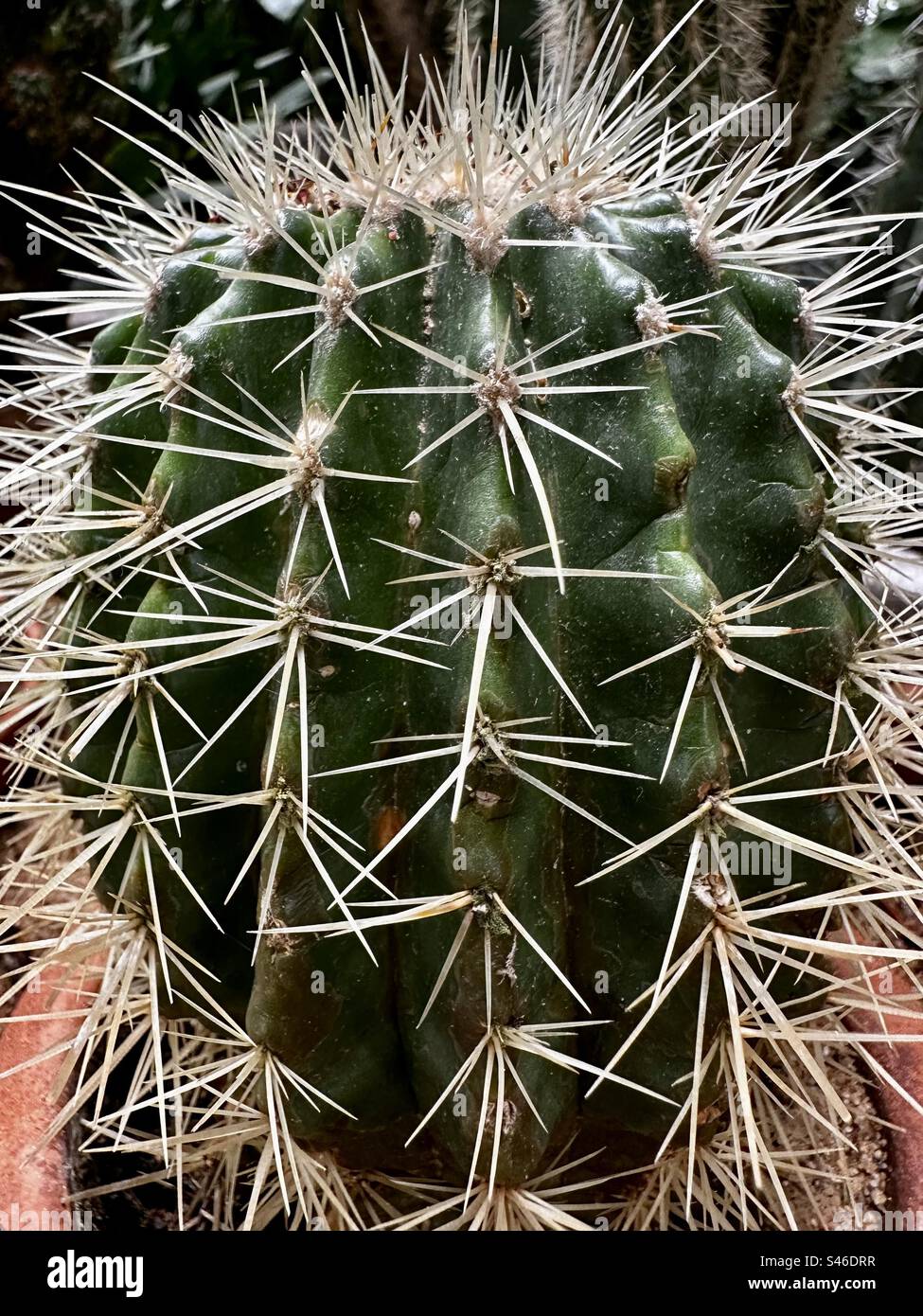 Cactus spikes close-up - Smartphone Captured Stock Image