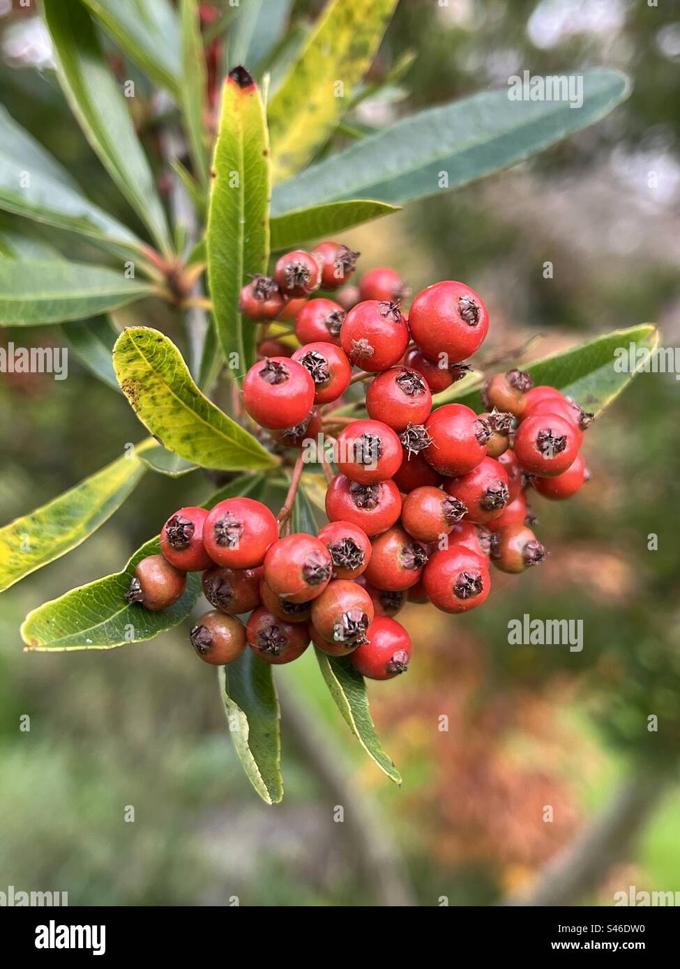 Close up of Pyracantha/ Firethorn red berries Stock Photo