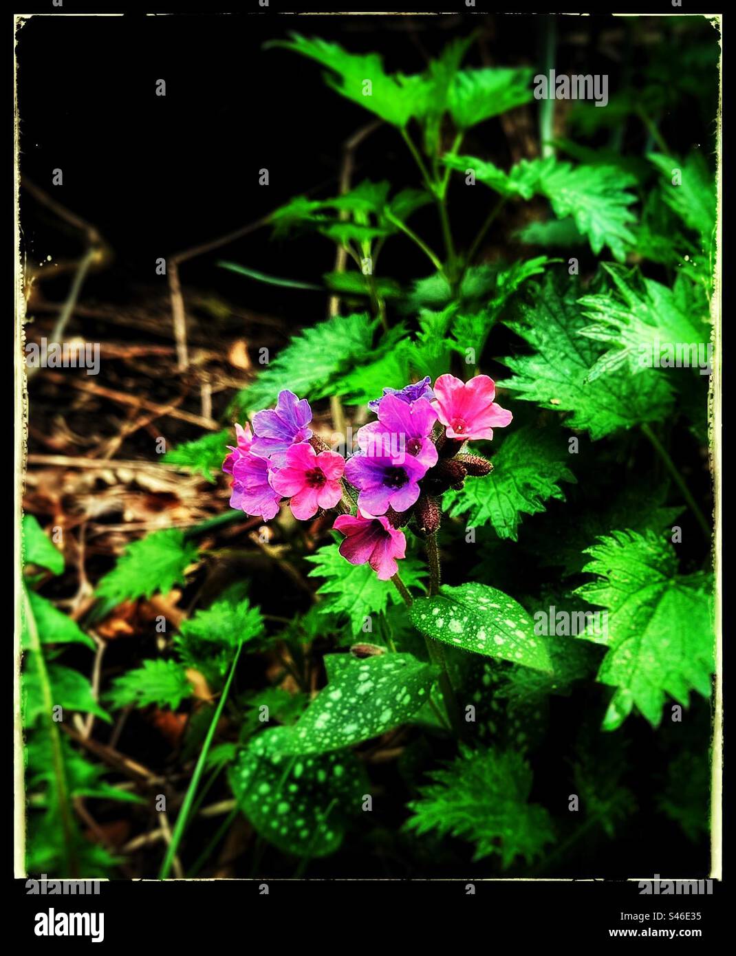 Purple flowers and green leaves hi-res stock photography and images - Alamy