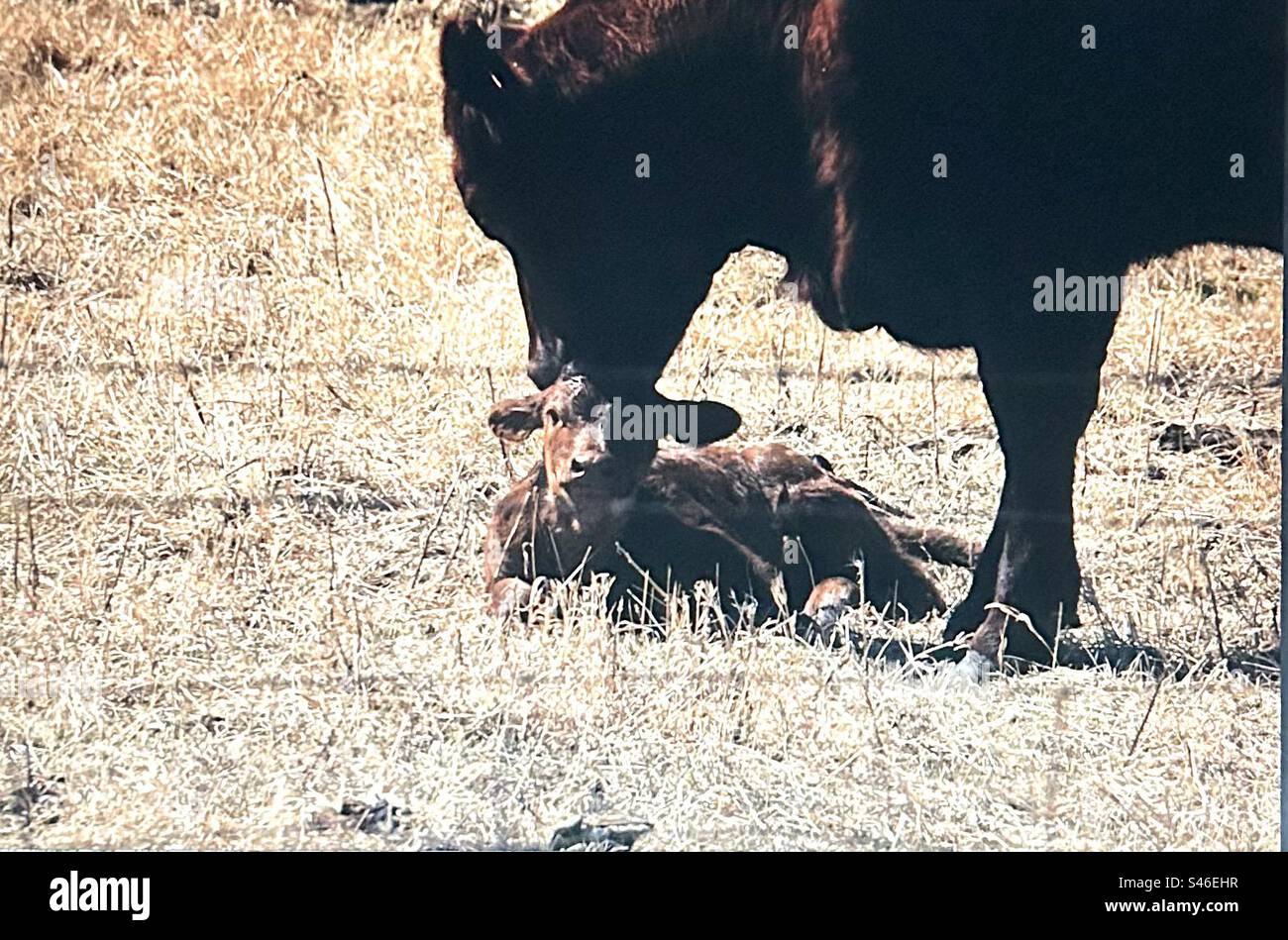 Curious  cattle, livestock, ear tags, beef, agriculture, herd, new born, calf, cow, mother - Smartphone Captured Stock Image