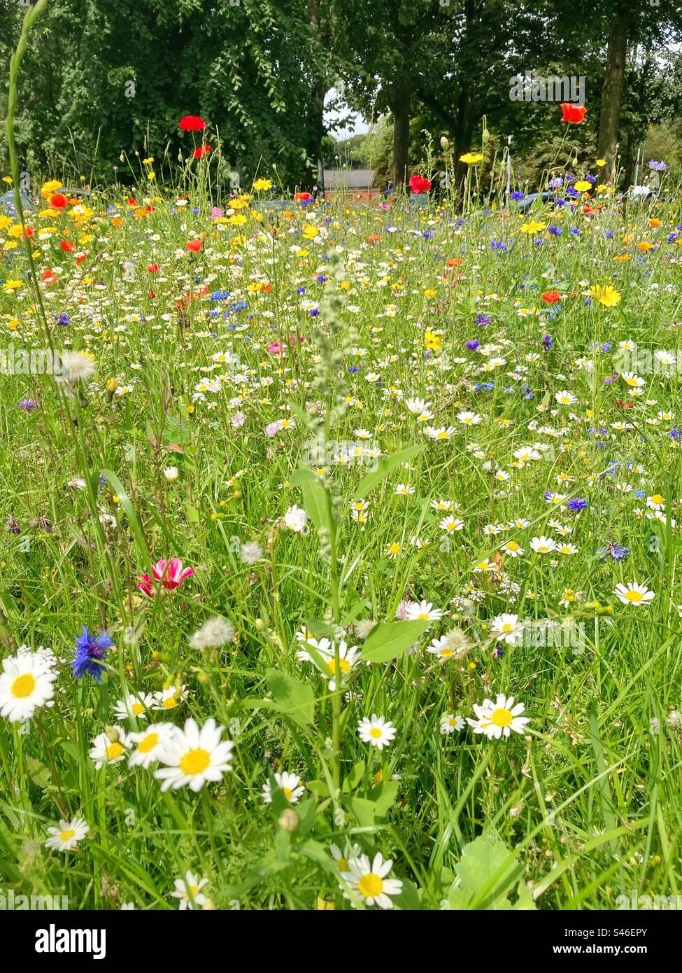Grass verge wildflowers hi-res stock photography and images - Alamy