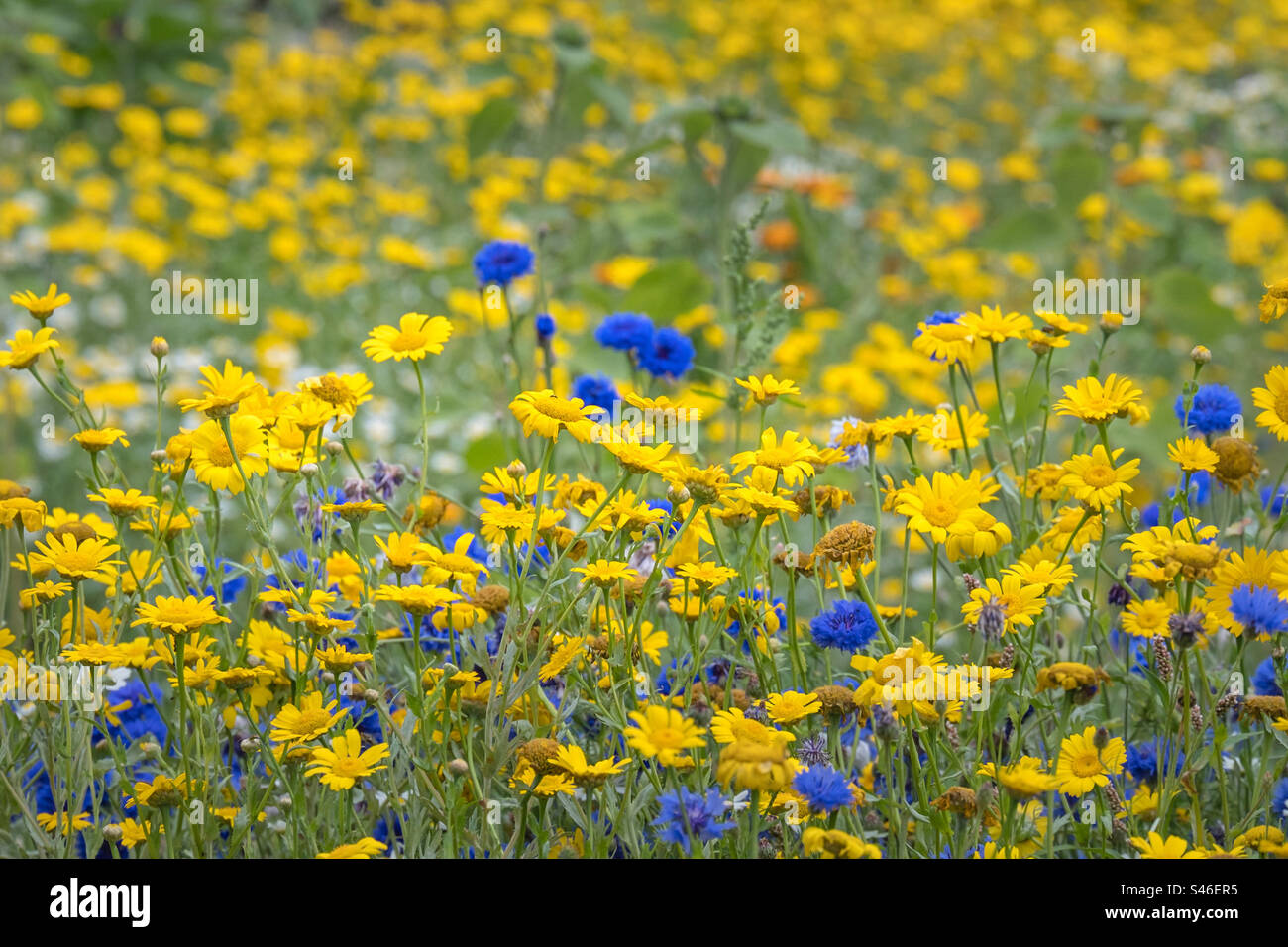 Close up of blue and yellow flowers Stock Photo