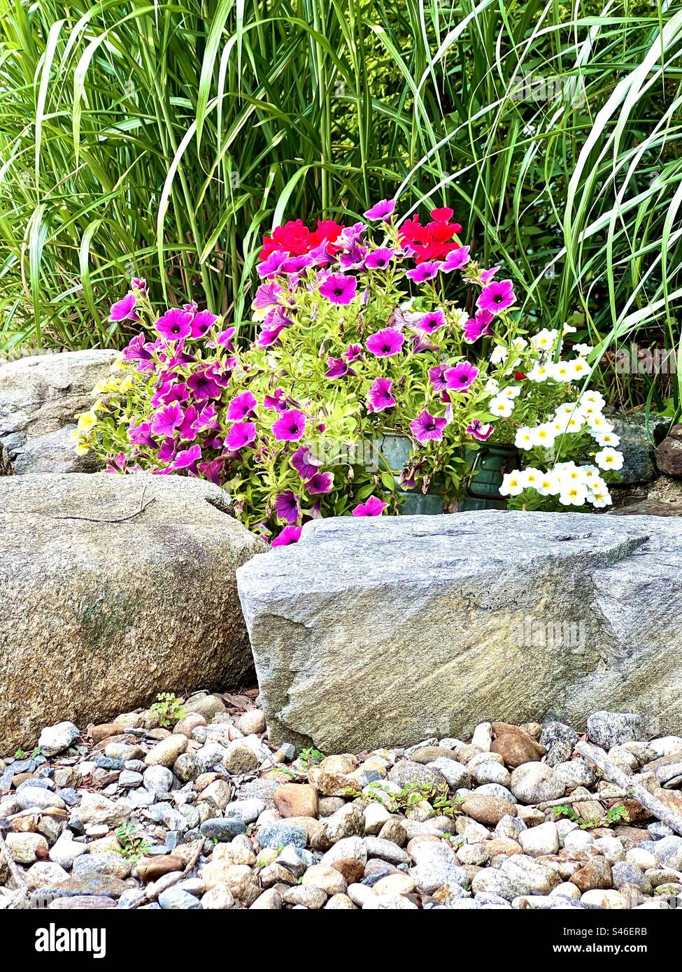 Vibrant flowers in rock garden Stock Photo - Alamy