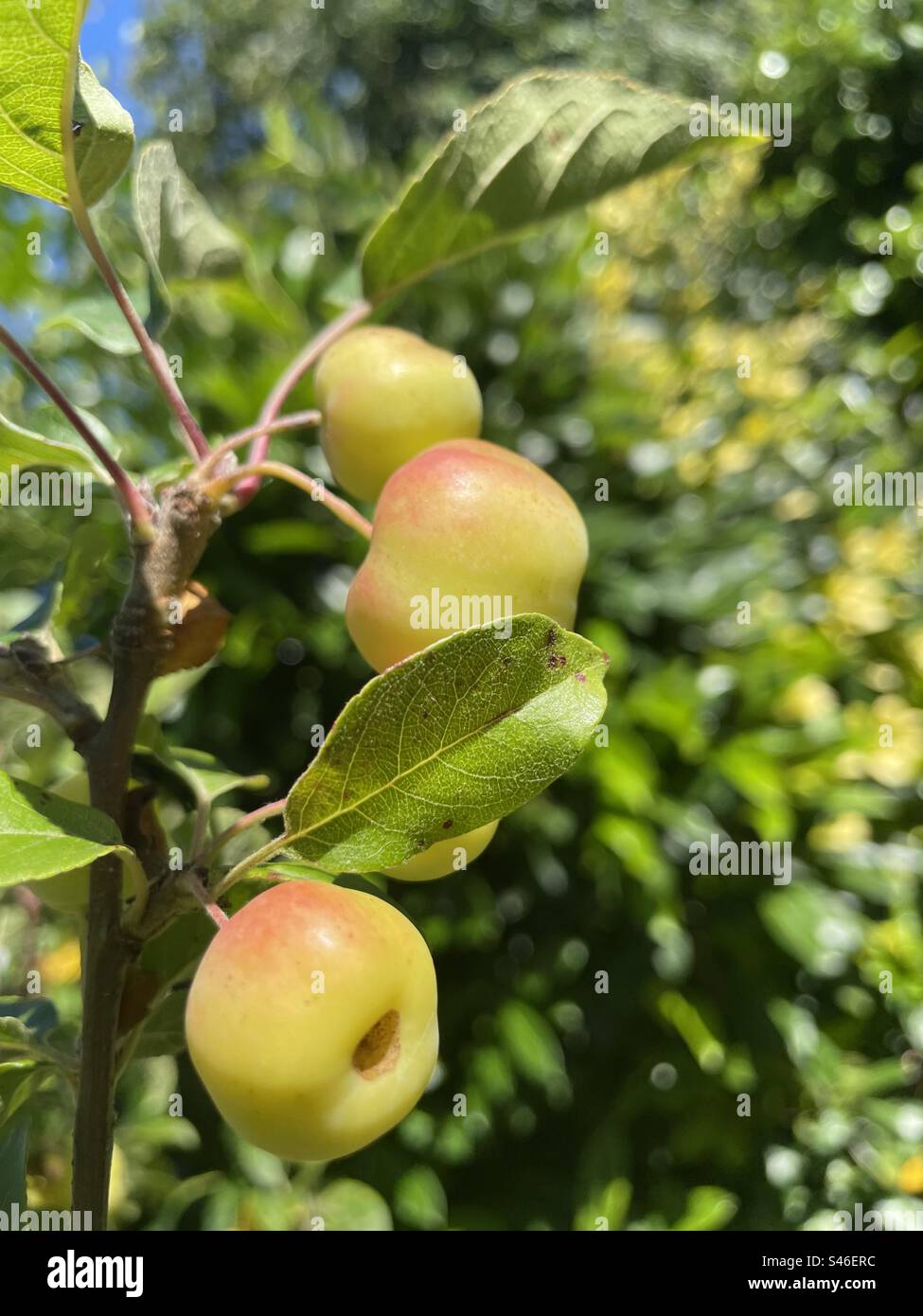 Little apple Stock Photo