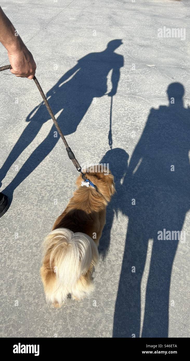 walk the dog on a leash. In the photo, two people take their dog for a walk and they are reflected in a shadow on the road, while the dog stands between the two shadows with its beautiful brown fur. Stock Photo