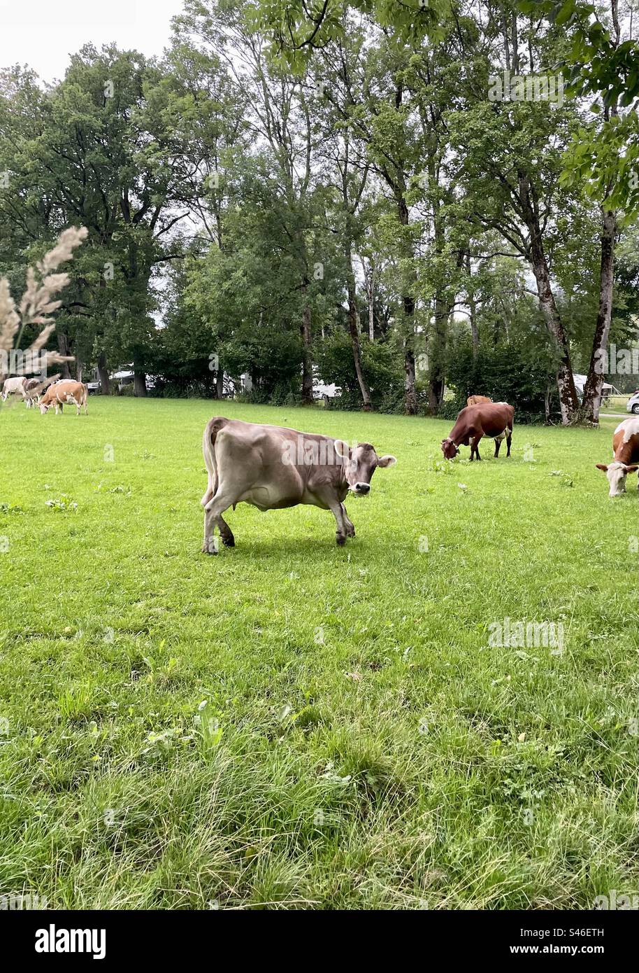 Cow displays hi-res stock photography and images - Alamy