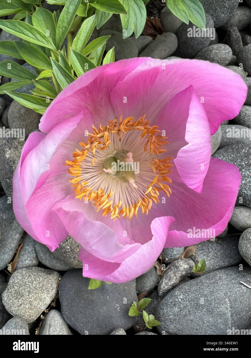 Pink flower in rock bed - Smartphone Captured Stock Image