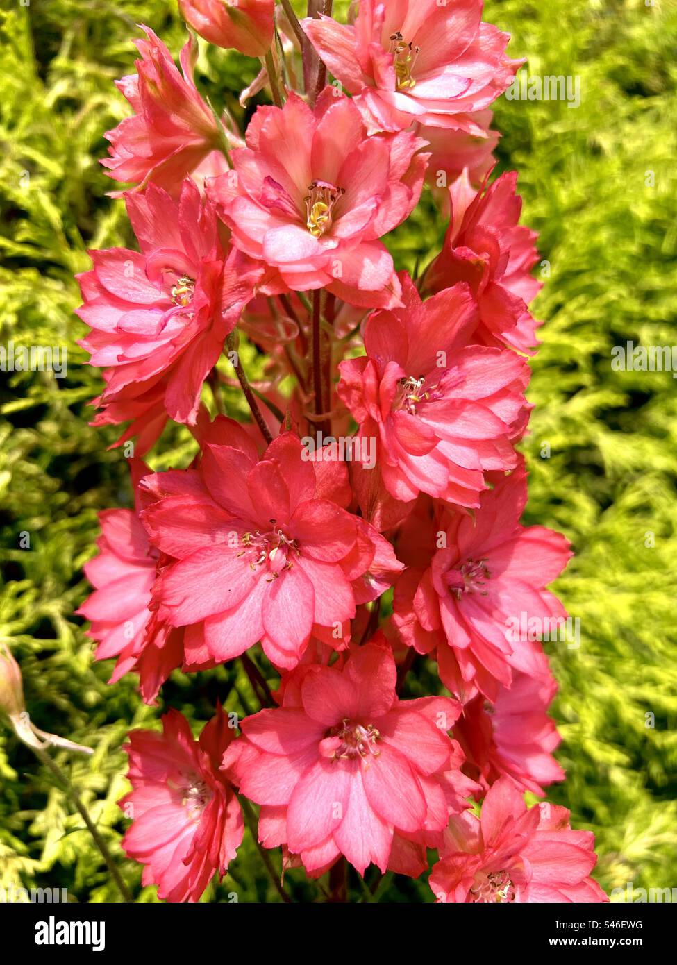Red Latk Delphinium - Smartphone Captured Stock Image