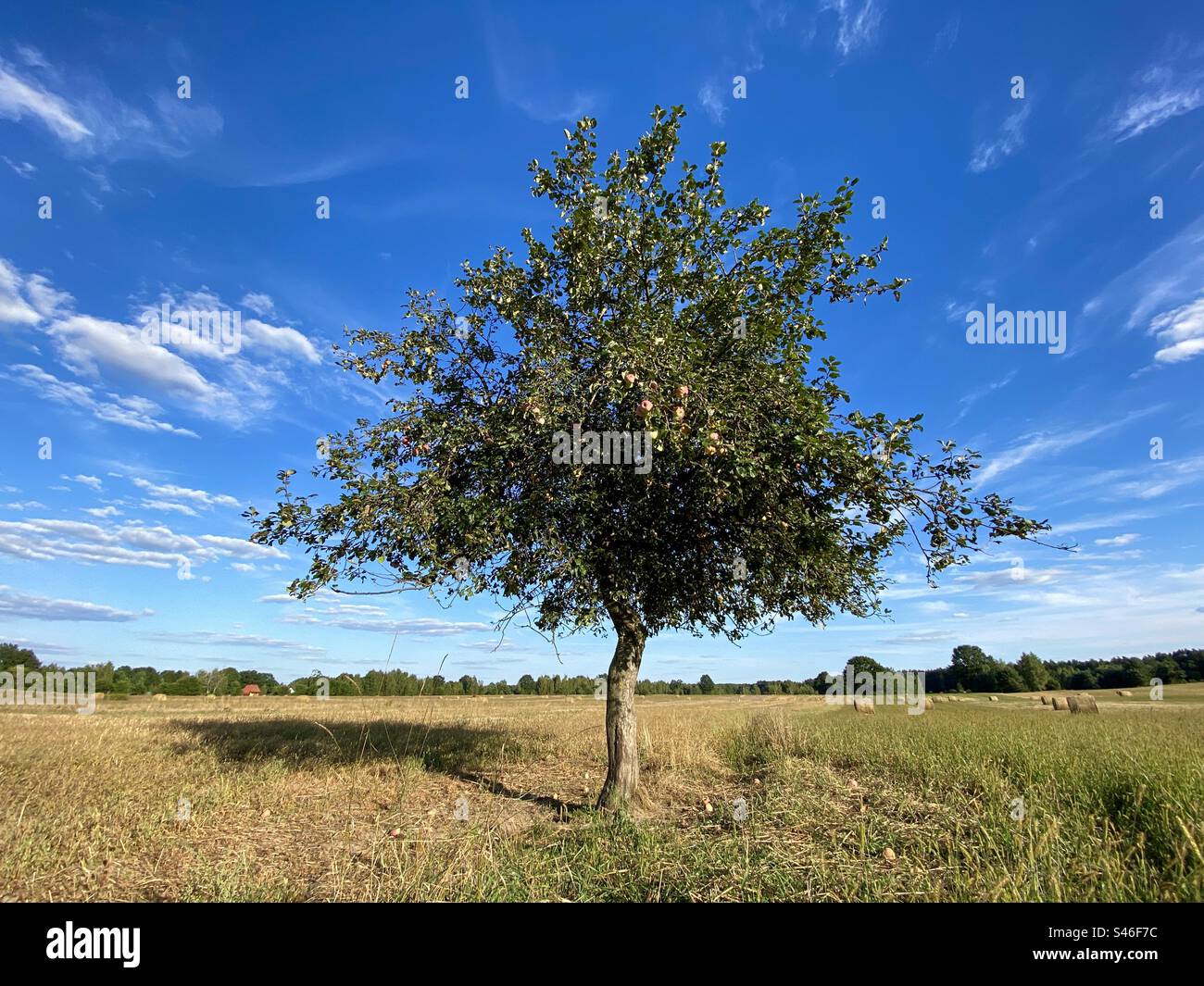 Apple tree on field Stock Photo - Alamy