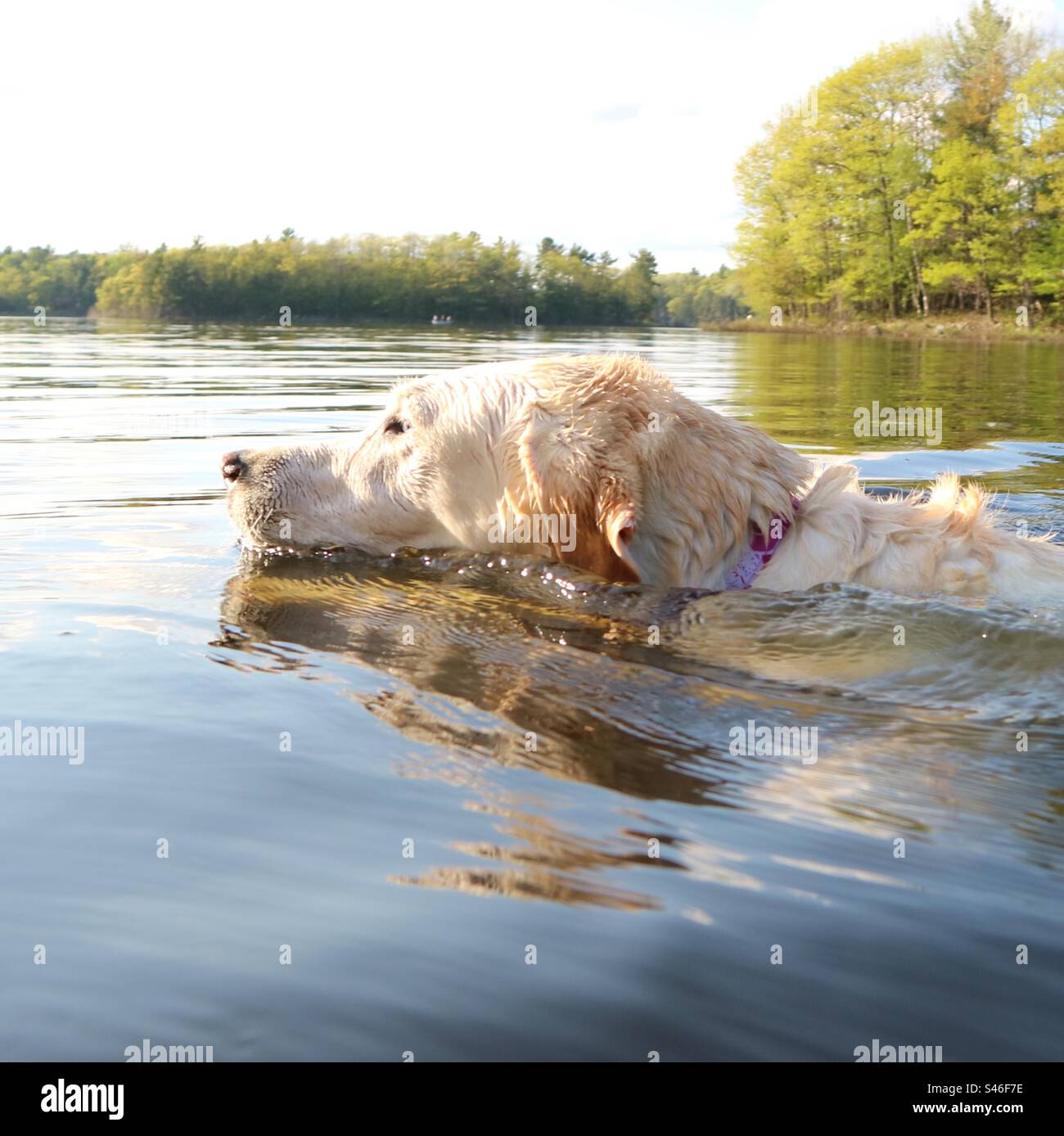 Dog swimming Labrador - Smartphone Captured Stock Image